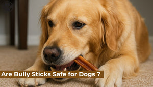 Are Bully Sticks Safe for Dogs ?
