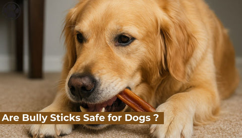 Are Bully Sticks Safe for Dogs ?