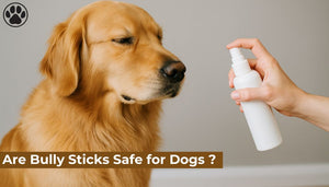 Can You Use Perfume on a Dog ?