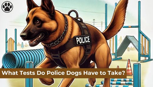 What Tests Do Police Dogs Have to Take?