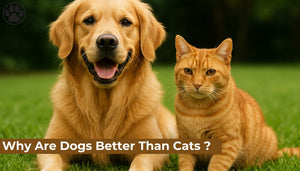 Why Are Dogs Better Than Cats ?