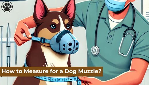 How to Measure for a Dog Muzzle?