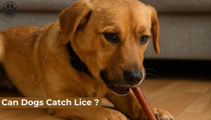 Can Dogs Catch Lice ?
