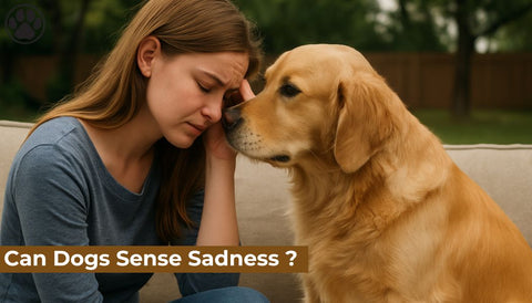 Can Dogs Sense Sadness ?