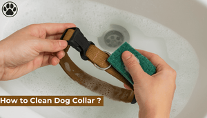 How to Clean Dog Collar ?