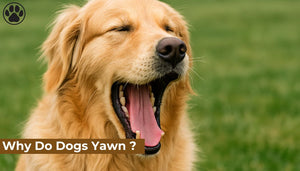 Why Do Dogs Yawn ?