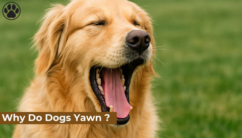 Why Do Dogs Yawn ?