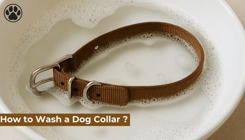 How to Wash a Dog Collar ?