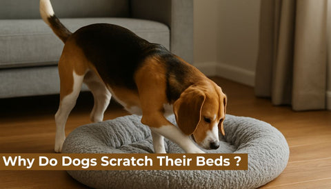 Why Do Dogs Scratch Their Beds ?