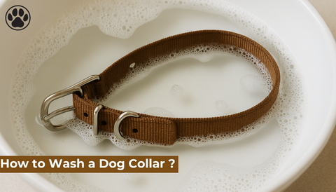 How to Wash a Dog Collar ?