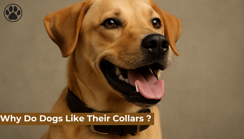 Why Do Dogs Like Their Collars ?