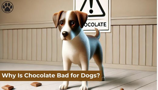 Why Is Chocolate Bad for Dogs?