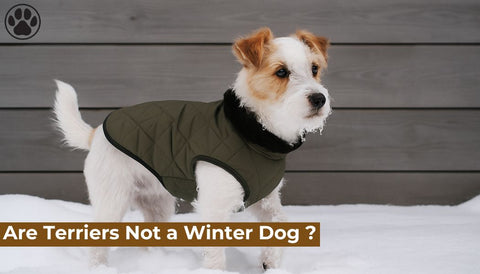 Are Terriers Not a Winter Dog ?