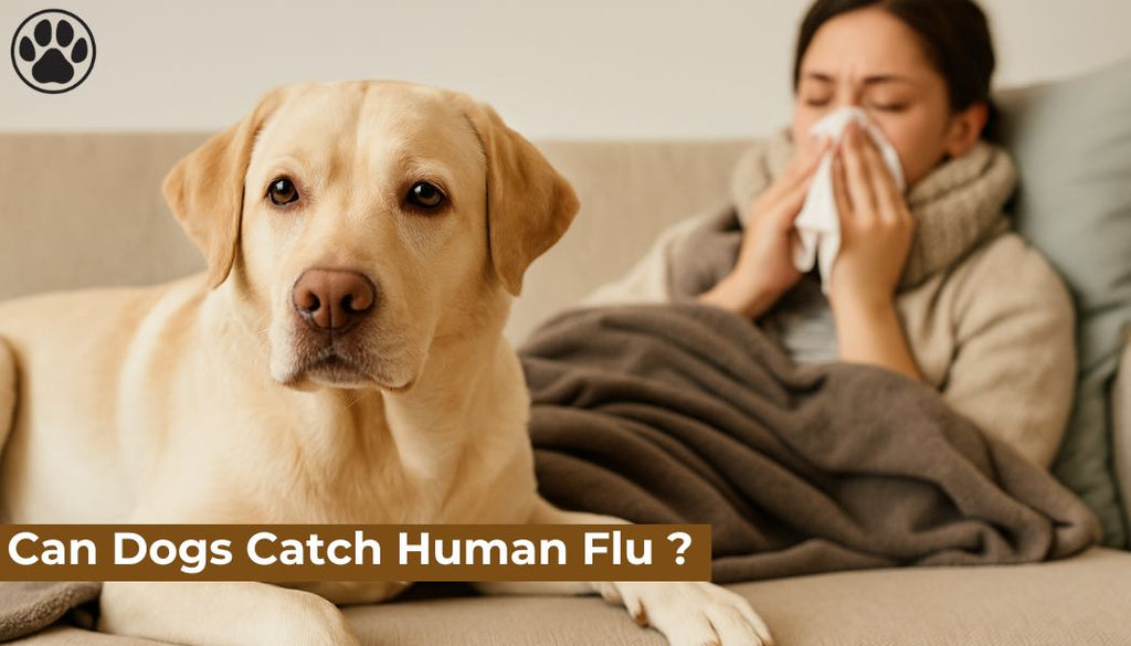Can Dogs Catch Human Flu ?