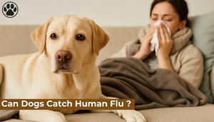 Can Dogs Catch Human Flu ?