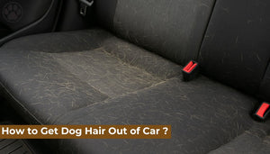How to Get Dog Hair Out of Car ?