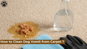 How to Clean Dog Vomit from Carpet ?