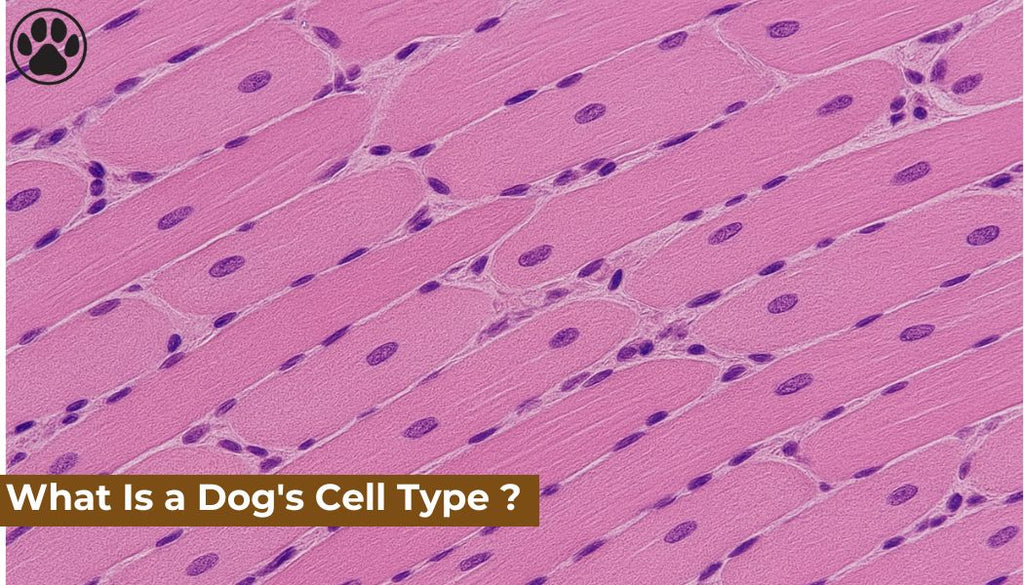 What Is a Dog's Cell Type ?