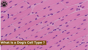 What Is a Dog's Cell Type ?