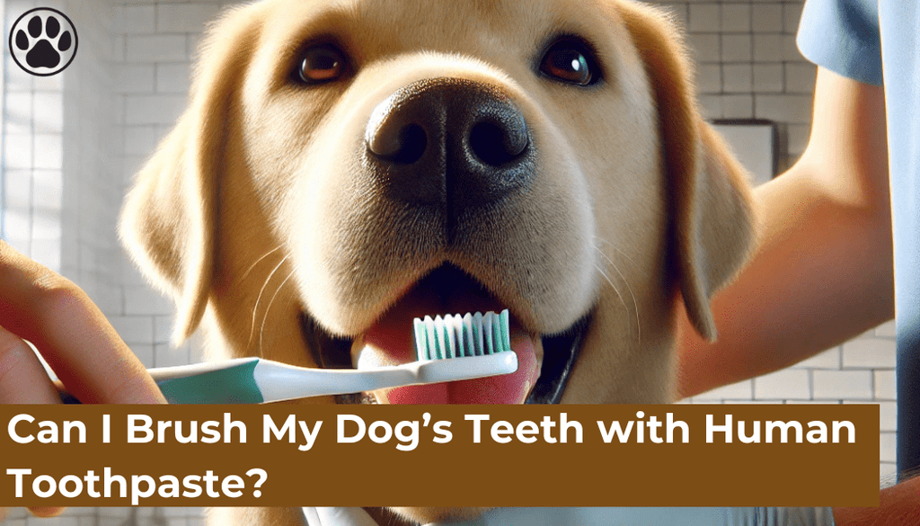 Can I Brush My Dog’s Teeth with Human Toothpaste?
