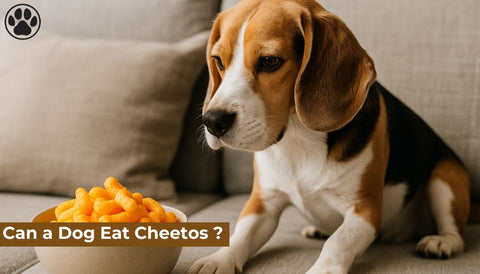 Can a Dog Eat Cheetos ?