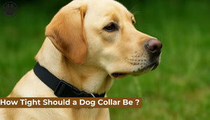 How Tight Should a Dog Collar Be ?