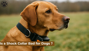 Is a Shock Collar Bad for Dogs ?