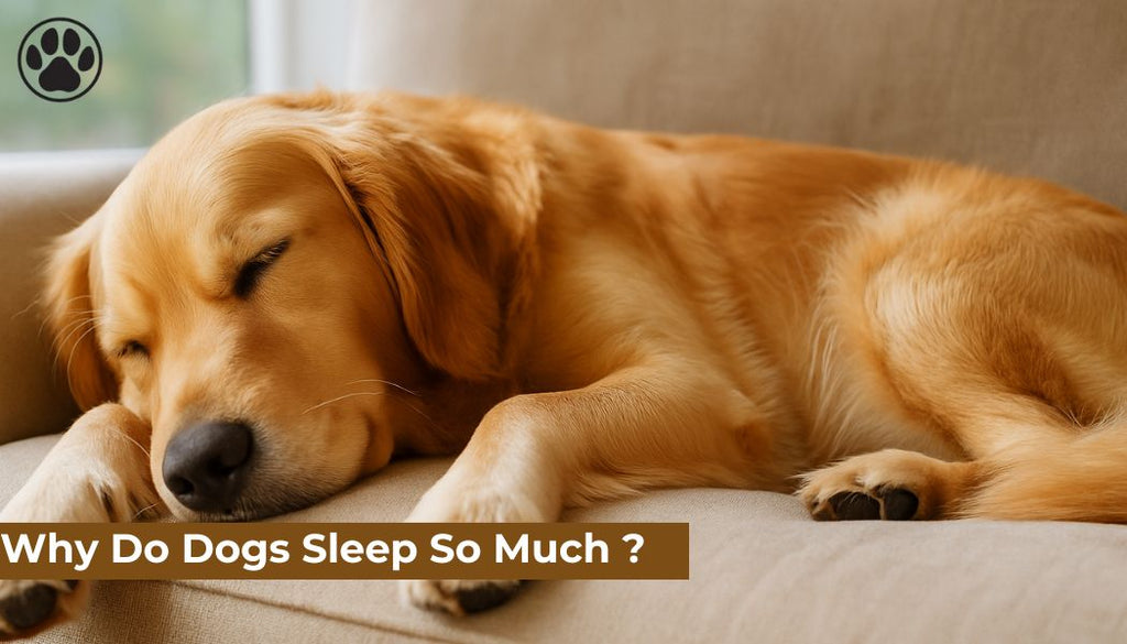 Why Do Dogs Sleep So Much ?