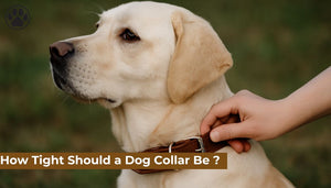 How Tight Should a Dog Collar Be ?