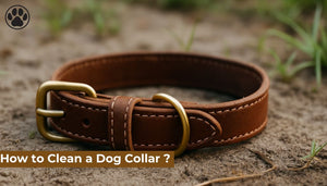 How to Clean a Dog Collar ?