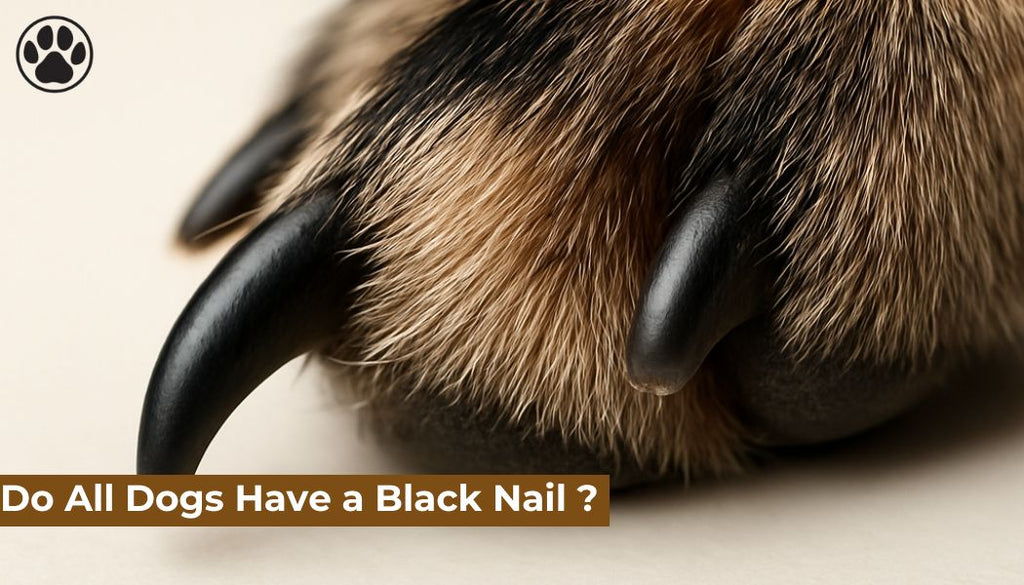 Do All Dogs Have a Black Nail ?