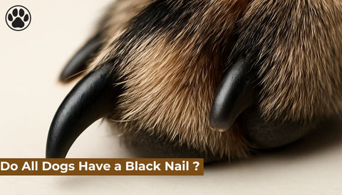 Do All Dogs Have a Black Nail ?