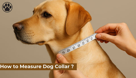 How to Measure Dog Collar ?