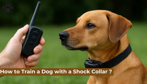 How to Train a Dog with a Shock Collar ?