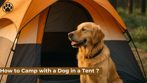 How to Camp with a Dog in a Tent ?
