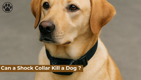 Can a Shock Collar Kill a Dog ?