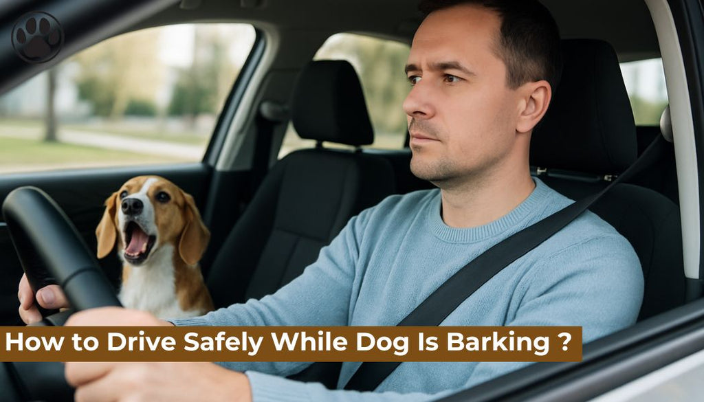 How to Drive Safely While Dog Is Barking