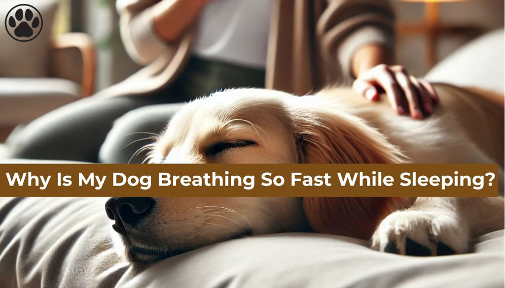 Why Is My Dog Breathing So Fast While Sleeping?