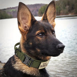 Tactical Dog Collar