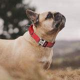 Nylon Dog Collar Reflective